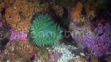 阿拉斯加海洋海底海底的绿海葵。